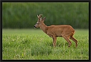 ree _MG_1059